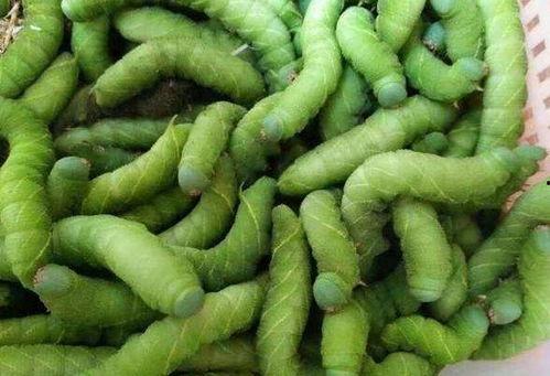 豆瓣 郭语吃瓜,郭语吃瓜，揭秘娱乐圈幕后真相