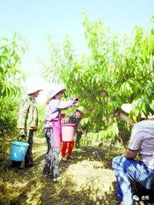 吃瓜书田,揭秘娱乐圈背后的秘密与真相