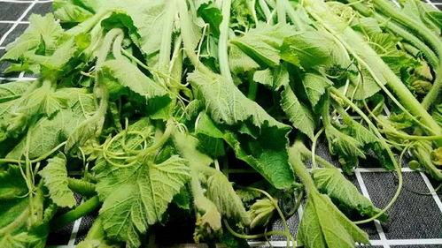 文山城南吃瓜,夏日吃瓜盛宴，畅享清凉时光