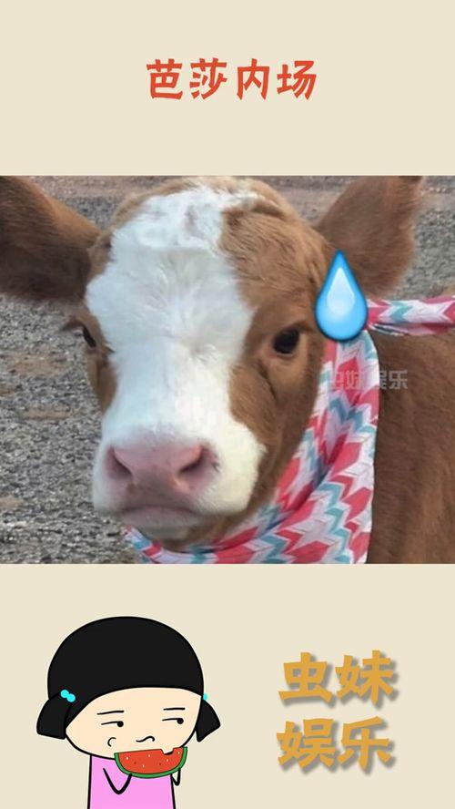 抖音吃瓜要给钱,揭秘“吃瓜要给钱”背后的现象与思考