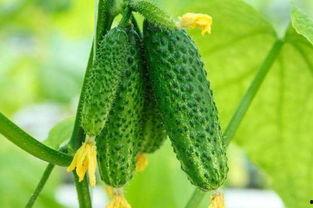 吃瓜河北,揭秘当地特色美食与风土人情