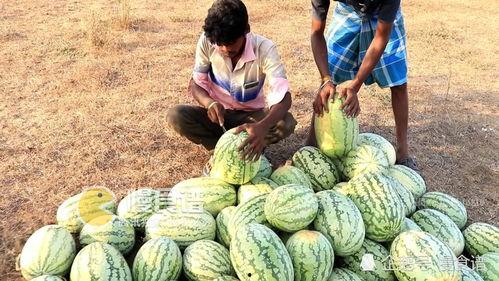 神秘的吃瓜网友