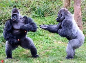 大猩猩吃瓜转场图片,开启自然生态转场之旅