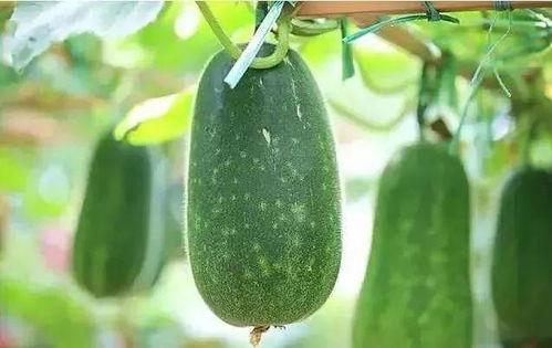 春太瓜怎么吃,解锁美味新体验