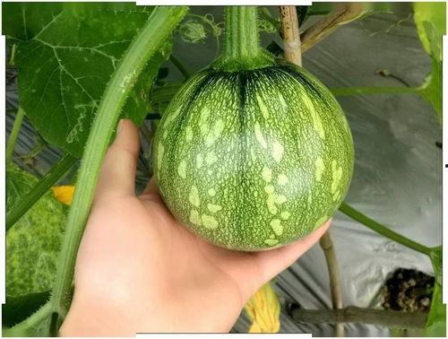 养殖场吃小瓜,小瓜成为养殖新宠