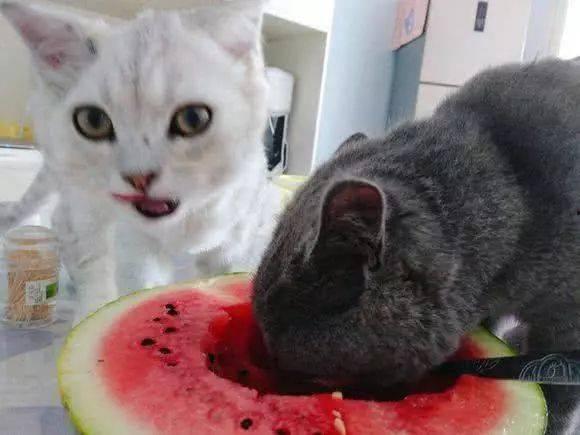 猫吃绿瓜,揭秘猫吃绿瓜的神秘魅力