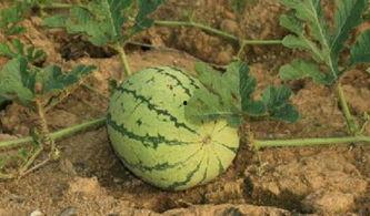 路边瓜吃不吃,吃还是不吃，这是一个问题