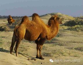 骆驼吃不吃土瓜呢,揭秘骆驼是否食用土瓜