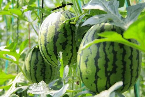 西瓜群众吃瓜文案,揭秘西瓜群众吃瓜背后的故事