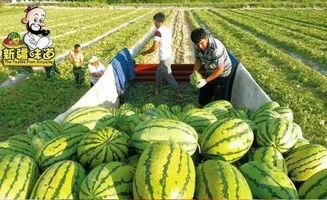欧美吃瓜图片大全,揭秘西方餐桌上的趣味瞬间