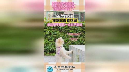 小区里吃瓜大妈,小区大妈们的日常“吃瓜”生活