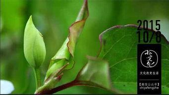 吃煎中药能吃生瓜梨枣,生瓜梨枣与煎中药的禁忌解析