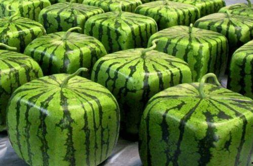 全单位吃瓜,欢乐时光尽在此刻