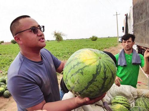 吃瓜纯种的图片大全,图片大全揭秘