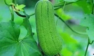 秋后吃瓜有什么不好,你了解多少？