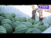 全村吃瓜,吃瓜群众的狂欢盛宴