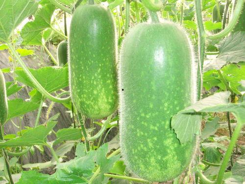 排座吃瓜后续,揭秘校园里的那些事儿