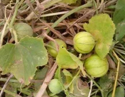 马泡瓜是吊瓜吗怎么吃