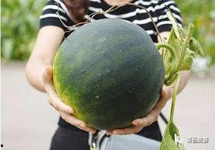 吃瓜群制作,网络社交新现象背后的故事