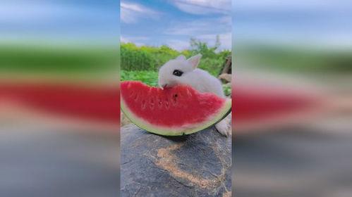 期待夏天的吃瓜图片,跟随镜头探寻夏天的味蕾盛宴