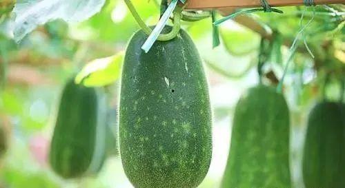 中医讲夏吃瓜,中医推崇的“夏吃瓜”智慧