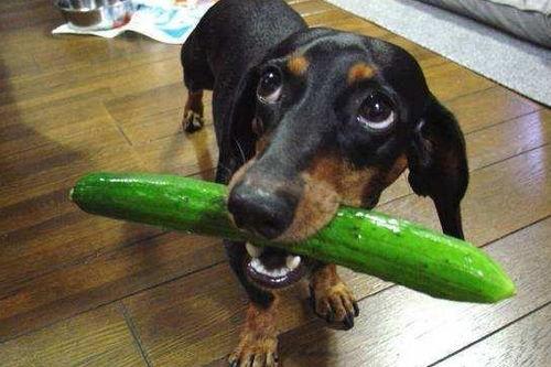 小狗吃瓜就拉稀,揭秘瓜类对狗狗的危害